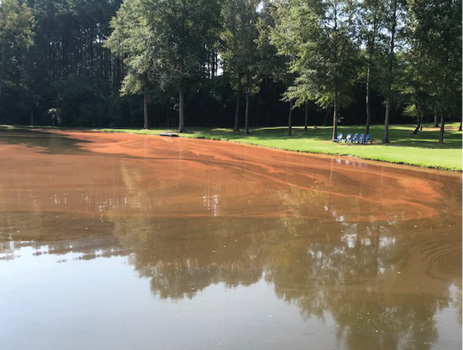 A pond with algae covering a large portion of the surface.