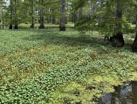 A pond completely covered with floating vegetation.