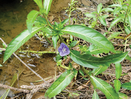 A waterleaf plant growing at the water’s edge has long, green leaves and a single blue bloom.