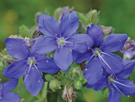 Two small, blue blooms are surrounded by green leaves.