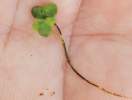 A single common duckweed plant with leaf-like petals and a single root in the palm of a hand.