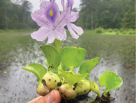 A person holds a water hyacinth plant with a fully developed root system on the left and a very small root system growing from one leaf on the right.
