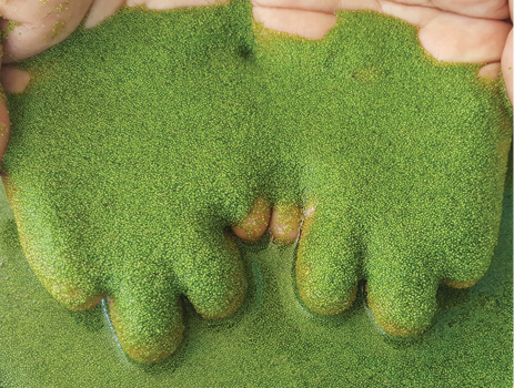 Thousands of tiny watermeal leaves on a person’s fingers.
