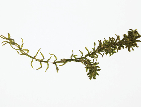 On a white background, a plant sample featuring thin stems with tiny alternating green leaves that have curled tips is displayed.