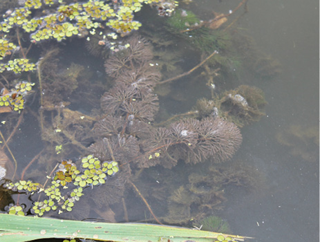Fuzzy brown and green fanwort spheres are shown just beneath the water surface.
