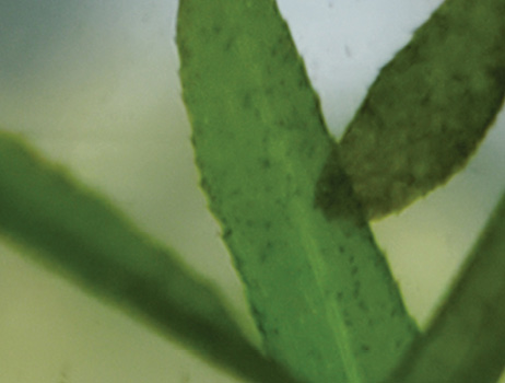 An extreme close view of hydrilla leaves shows the serrated edges.