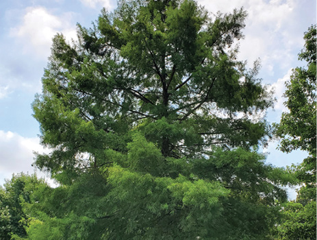 A large tree growing on a pond bank.