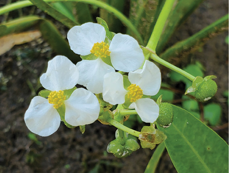 A close view of the white, three-petaled bloom that grows on all arrowhead species.