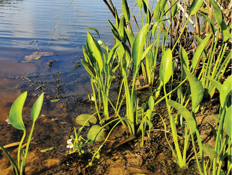 The edge of a pond features rows of green Delta arrowhead stalks.