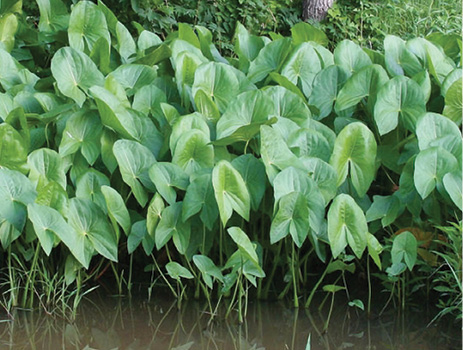 Rows of broadleaf arrowhead line the edge of a pond and stand well above the surface.