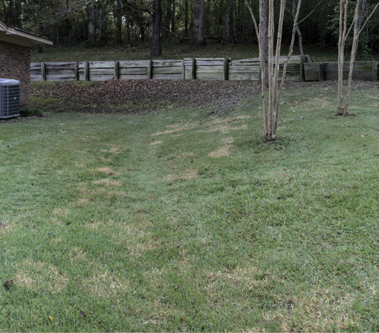 Small areas of brown patch are beginning to develop in an area that was disease free for just under two decades. Pathogens for brown patch can travel, especially downhill and around drainage areas.