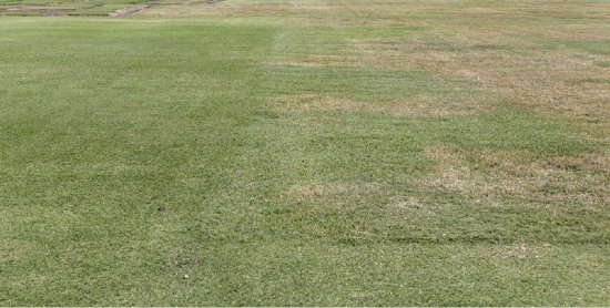 A test area demonstrates the effectiveness of proper treatment of brown patch. The left side of the photo features consistently green turfgrasses, while the right is largely covered in brown patches that have grown together.