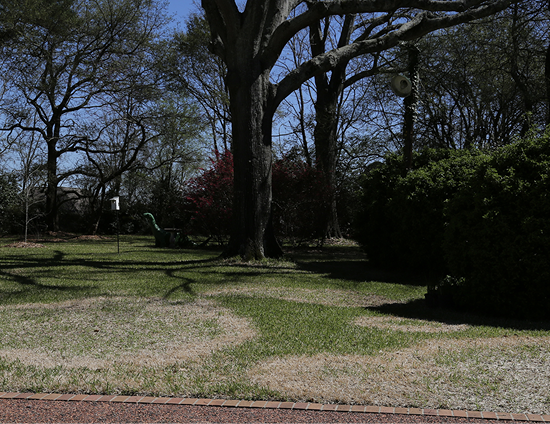 This homeowner has an active infestation of brown patch disease. There are several circles in the yard that are light brown in color, which inidcates that disease is active and spreading.