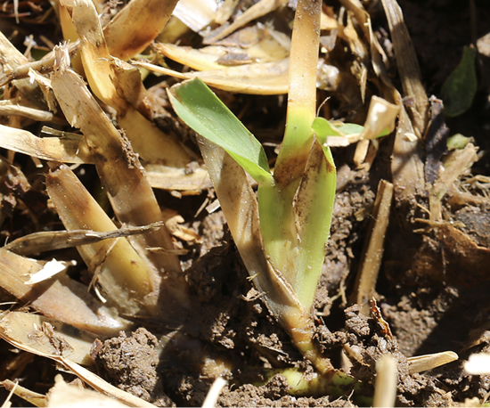 A very detailed, close up image St. Augustinegrass plants that are affect with brown patch disease. Most of the foliage has browned and decayed, but there is green new growth in the center. The new growth is also affected with the disease at the center of the stalk.