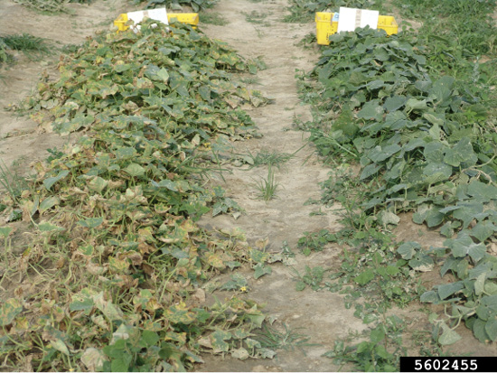 Two rows of cucumber plants; the one on the left is brown and looks unhealthy, and the one on the right is green and healthy.
