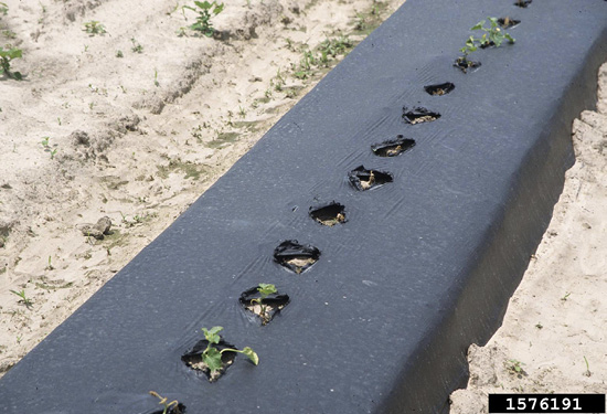 A plant row with a black plastic cover and wilted seedlings growing through its holes. Some holes have no seedling at all.