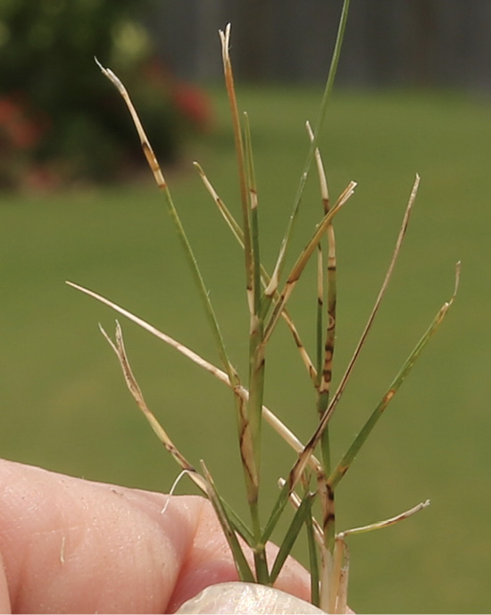 Close-up of a hand holding bermudagrass that shows tan lesions with reddish-brown margins caused by dollar spot disease, with some leaf tips dried and straw-colored.