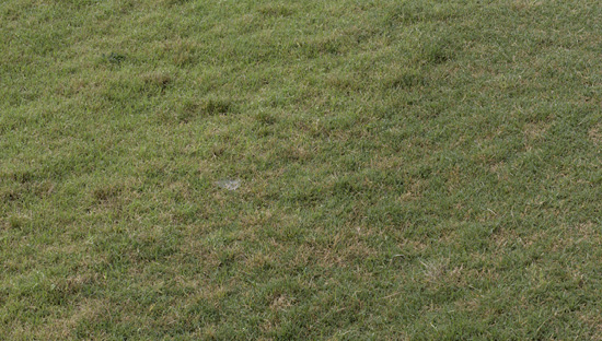 A section of lawn displaying a silver-dollar-sized, bleached area and fine, white fungal threads produced by dollar spot fungus.