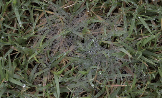 Close-up of web-like mycelial growth on the top of leaves.