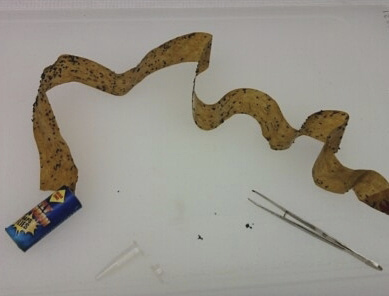 A used fly paper strip covered in tiny, black flies. Also pictured are tweezers and a small, plastic collection tube.