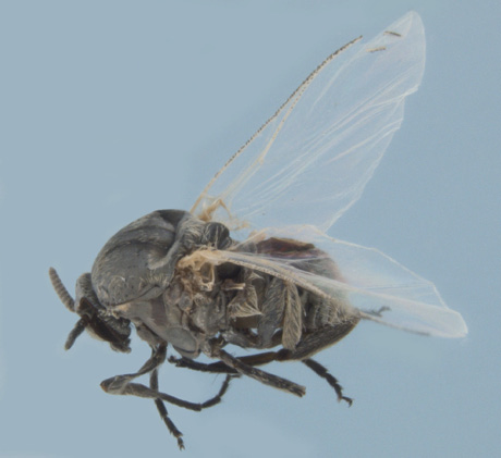 Close-up of a small, black fly.