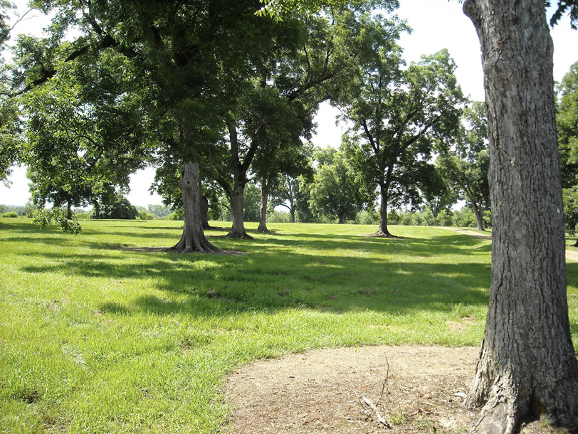 A large, grassy area with large pecan trees spaced throughout.