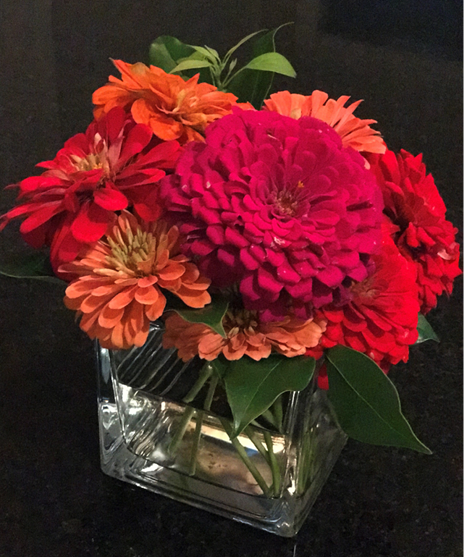 About eight bright pink and orange zinnias in a square glass vase.