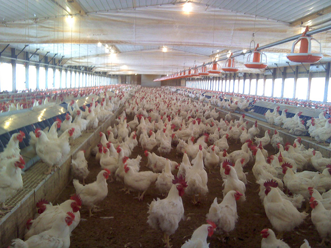 A poultry house filled with white chickens.