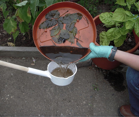A person wearing gloves pours standing water from a plant saucer into another container. The water is brown and has leaves in it.
