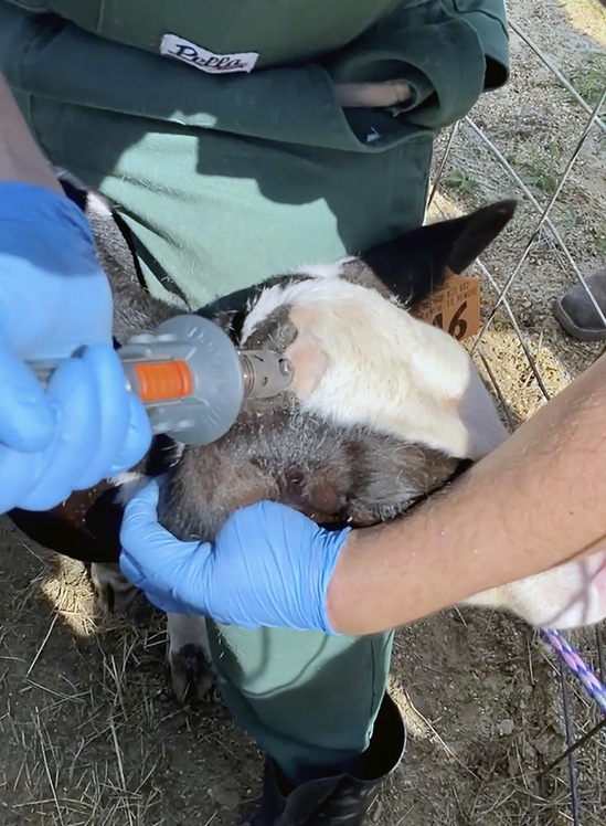 A man applies a hot iron to a calf's head.