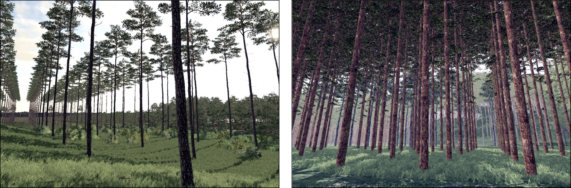 Two images of pine plantations.