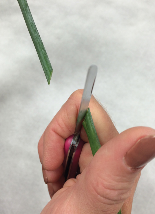 A person cuts a flower stem at an angle.