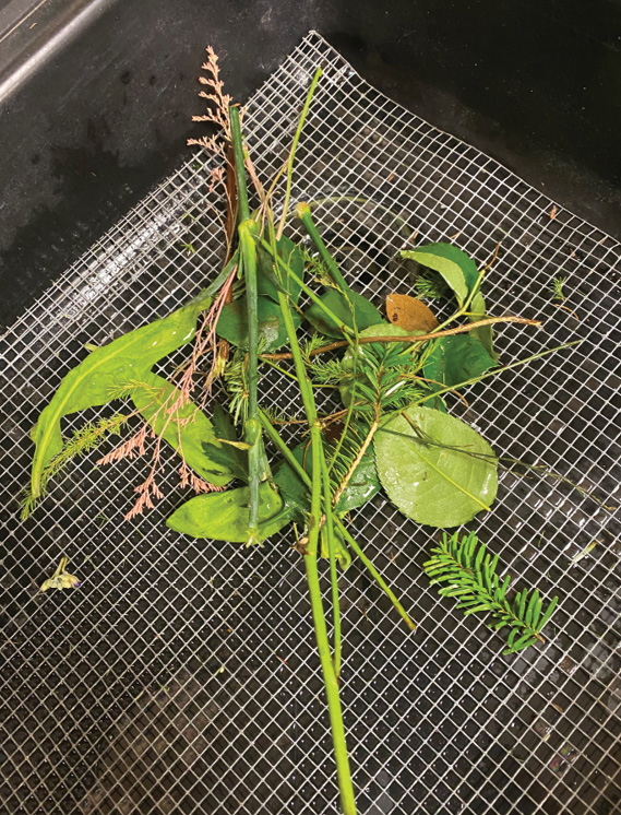 A sheet of mesh in a sink with flower stems and leaves on it.