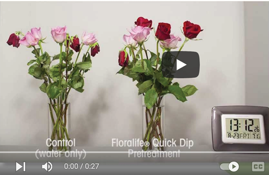 Screen capture from a video with two vases of roses and a timer.