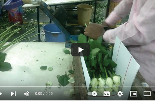 Vegetable Sharpener To Make Flowers