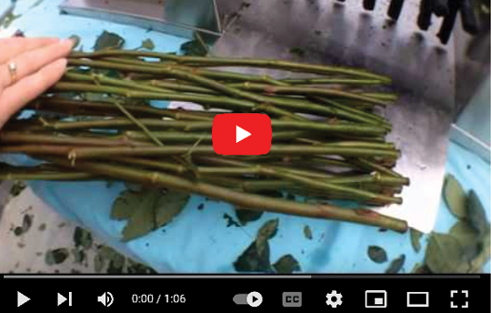 Screen capture from a video showing a large bunch of flower stems.
