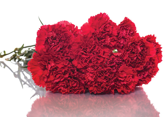 A bunch of red carnations.