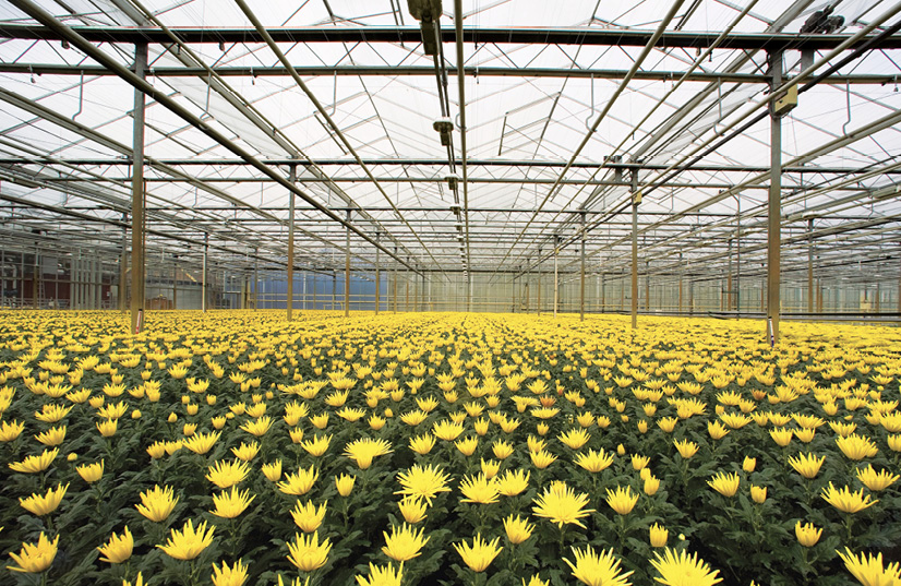 Row after row of yellow flowers in a large greenhouse.