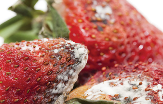 Close-up of strawberries with a white, powdery substance on them.