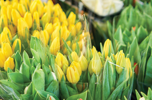 Bunches of yellow tulips.