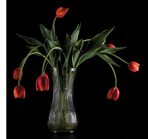 A vase of tulips that are arched downward.