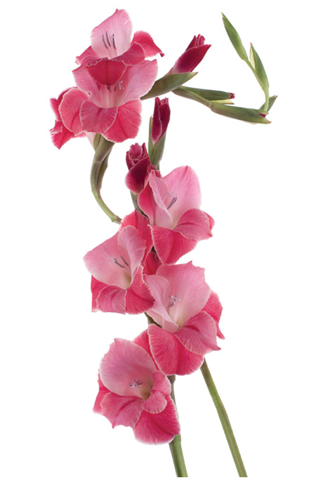 Stems of pink flowers.