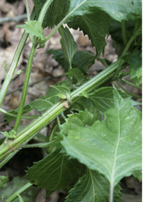 A closeup of oval-shaped leaves with serrated edges.