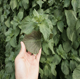 A hand holds a mint leaf that is darker than the leaves surrounding it.