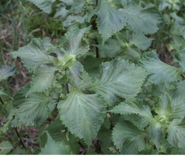 A closeup of several mint leaves. 