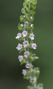 A small cluster of flowers growing in a spike along a perilla mint stem.