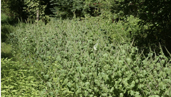 A wide shot of perilla mint with flower spikes on top.