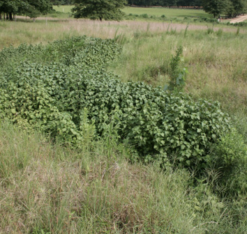 Permilla mint grows prominently among grass and other shrubs in a field.