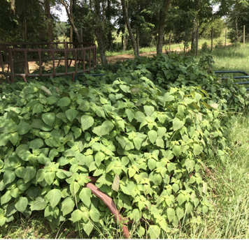 Leaves growing in large numbers along a fence.