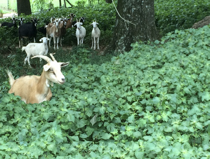 A goat walks into a large area of perilla mint. Other goats stand in the background.